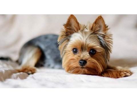 Erkek yorkshire terrier