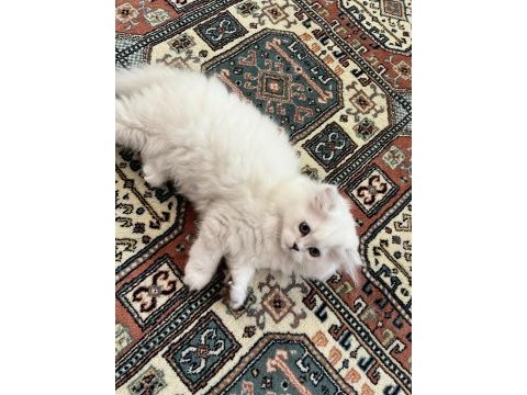 British longhair silver ns11 33 dişi yavrular