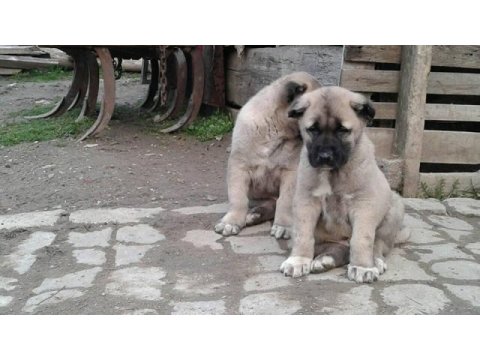 Irk garantili kangal yavruları