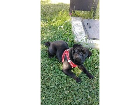 Pug 2 yaşında erkek kısır filan değildir evcildir çocuk seve