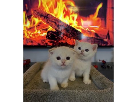Rusya kanı british shorthair bebekler