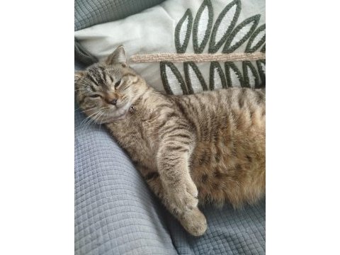 British shorthair kedimiz lily yeni yuvasını arıyor