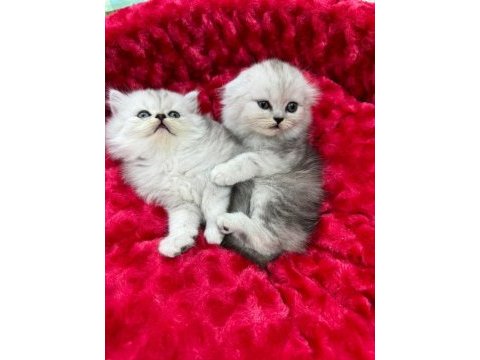 Koca kafa british shorthair yavrularımız