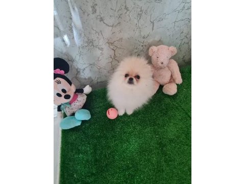 Minik panda pomeranian dişiler