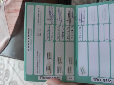 Alman kurdu eğitimli