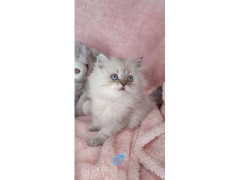 3 yeni british longhair bebekler
