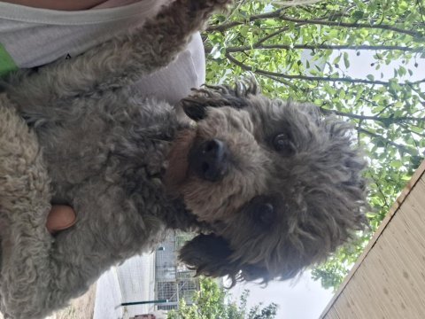 Güzeller güzeli toy poodle 2 yaşında