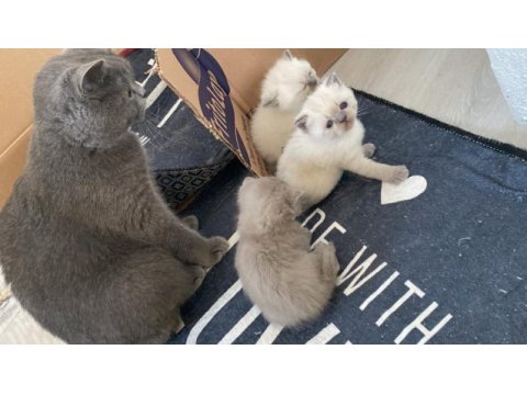 2si anne baba 4 yavru british shorthair