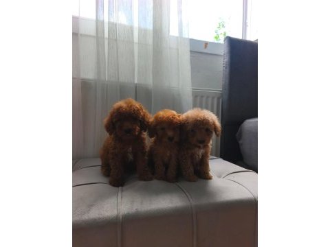 Toy poodle yavrularımız