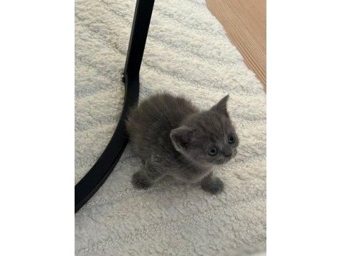 Safkan british shorthair