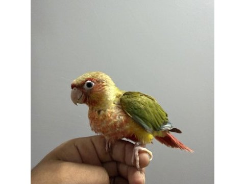 Mutasyon bebek pıneapple konur