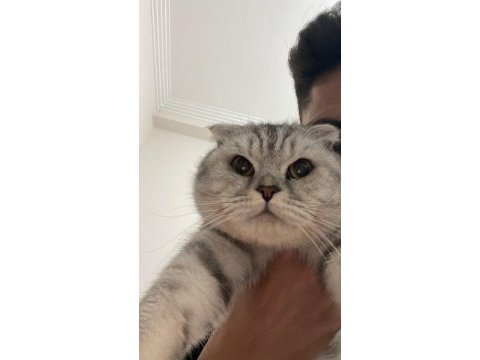 Scottish fold silver