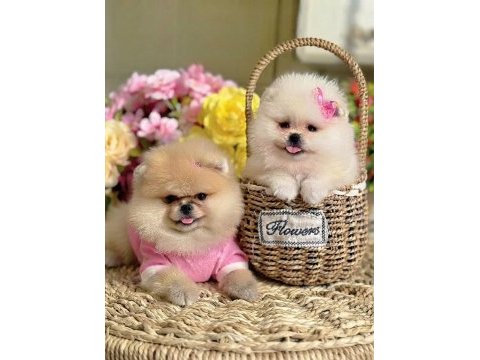 2 prenses orijinal pomeranian ayıcıklar
