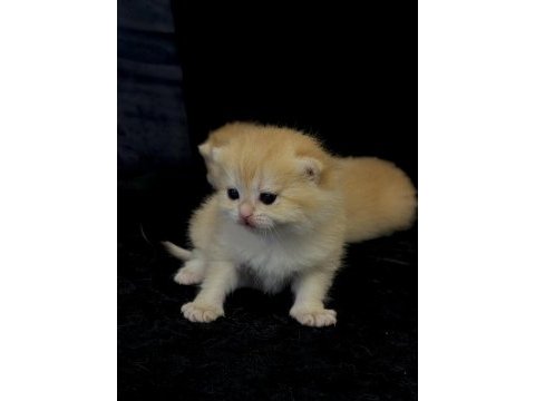 Ny12 golden british safkan anne baba scr kayıtlı