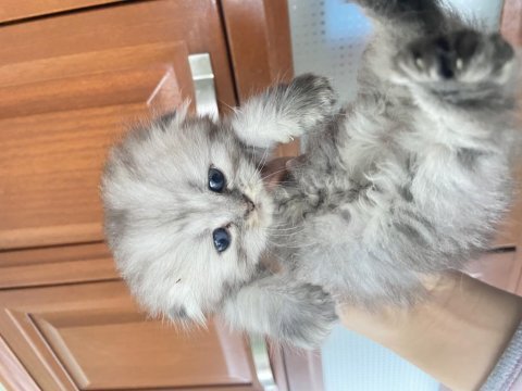 Scottish kedi