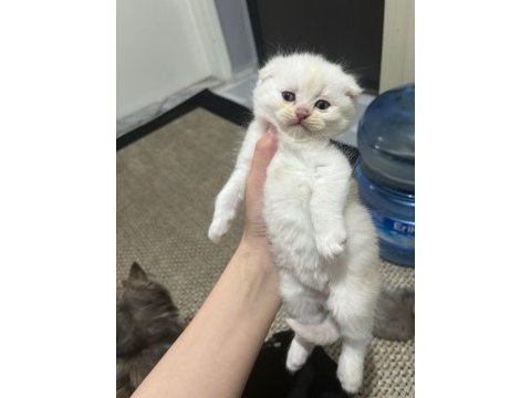 Scottish fold blue point yavrularım