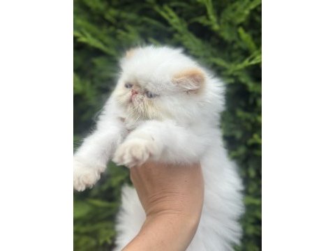 Boncuk bebek kediler