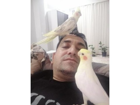 Full evcil insan canlısı aile üyesi kuşumuz