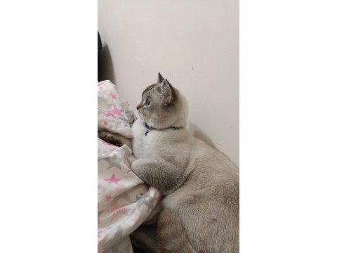 British shorthair kedimiz sahiplendirilecektir