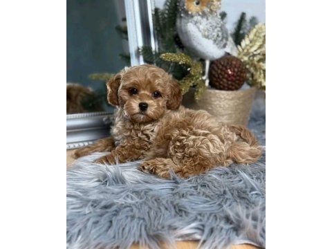Tr nin en özel maltipoo yavruları