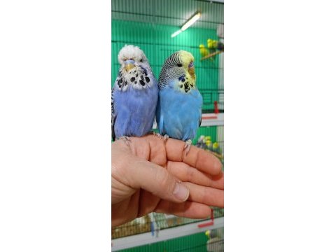 Jumbo muhabbet kuşu yavrular