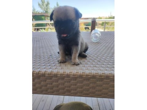 Ev üretimi pug yavrular