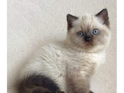 Deniz gözlü chocolate point british shorthair
