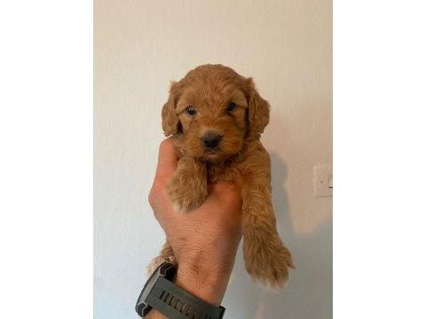 Orjinal ırk maltipoo yavrular sağlık garantili teslim