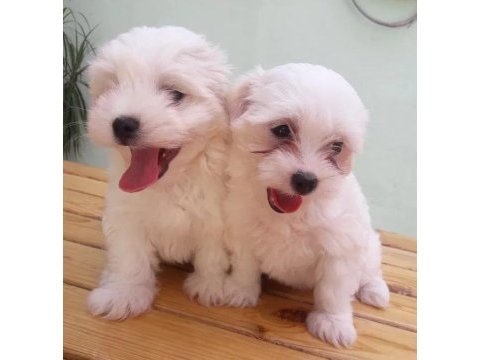 Maltese yavrular gelmiştir