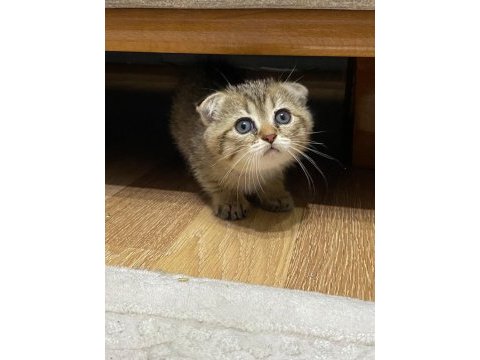 2.5 aylık yavrumuz scottish fold