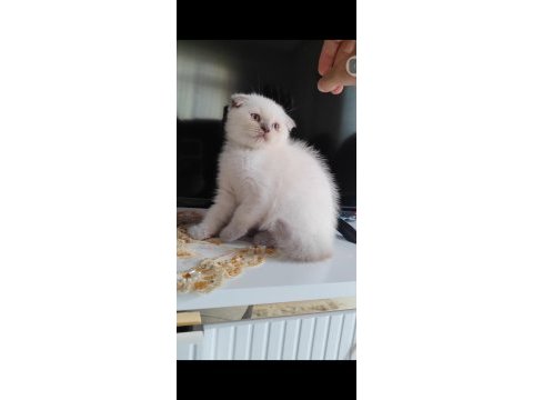 Scottish fold kedimiz