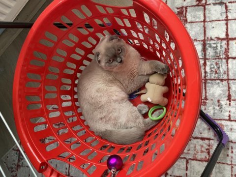 8 aylık aşıları tam mavi gözlü scottish fold erkek