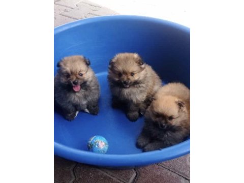 Sahiplendirme pomeranian boo