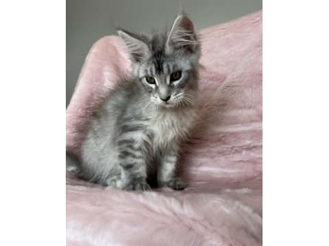 Maine coon erkek pet şecereli