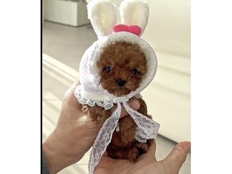 Toy poodle köpeğimiz