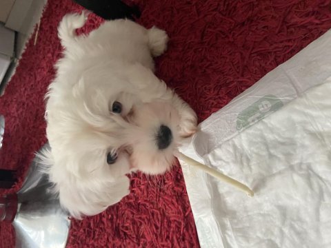 Çok minnak maltese