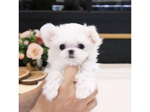 Teacup maltese bebekler