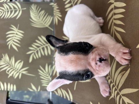 A kalite orjinal fransız bulldog