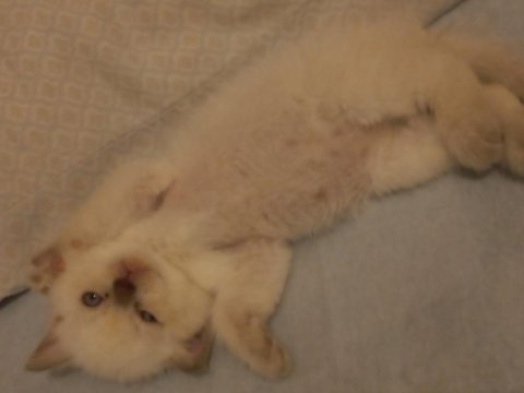 British longhair kedisi
