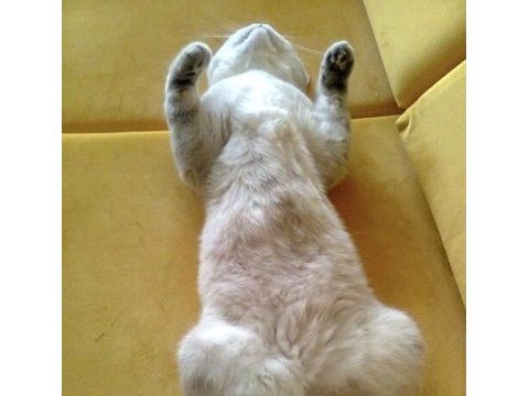 British shorthair oğlum leon 1.5 yaşında kısır aşıları tam