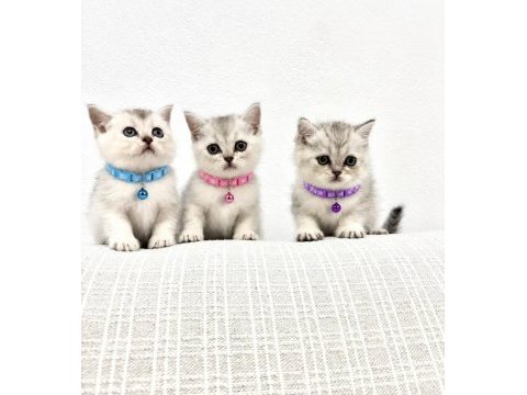 7 ağustos doğumlu british shorthair bebekler