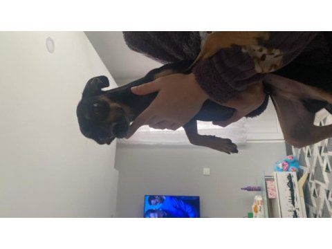 Gece 1 buçuk yaşında erkek pinscher