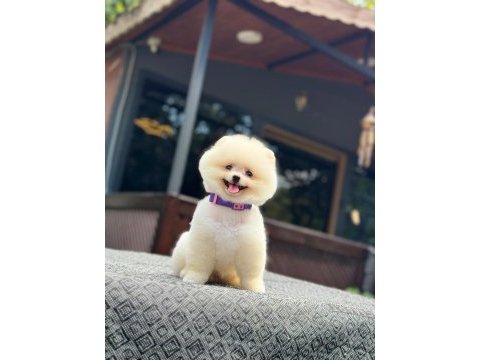 Yavru pomeranian boo yavruları