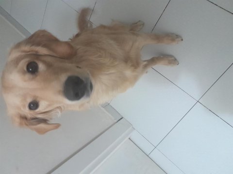 Yeni yuva arıyoruz golden retriever