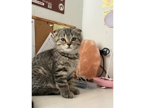 Scottish fold yavru kedimiz