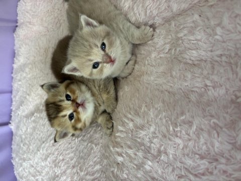 Bebekler british shorthair