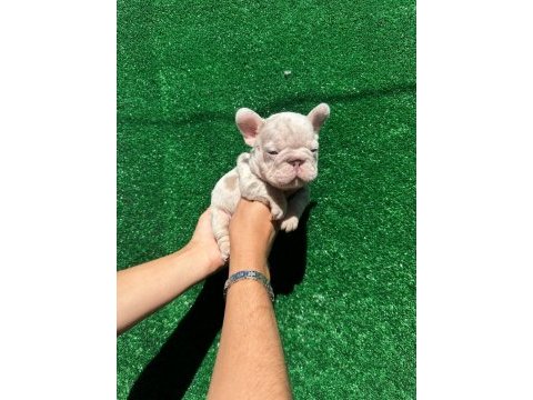 Big rope french bulldog