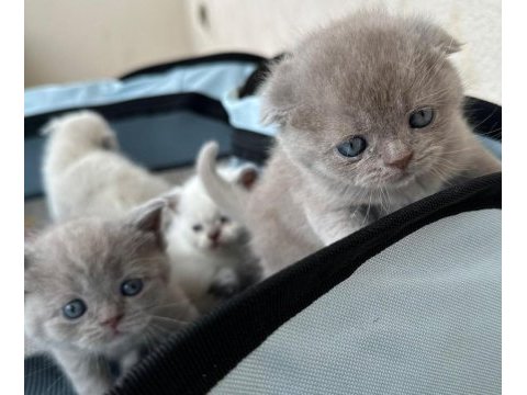 Safkan scottish fold