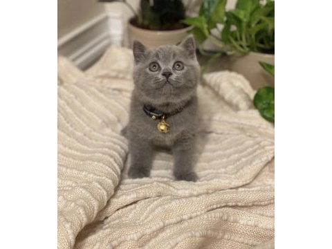 Brıtısh shorthair gri yavrularım