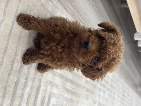 Tea cup poodle boy kilo garantili